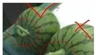 吃瓜网是干嘛的,网络舆论风向标背后的秘密